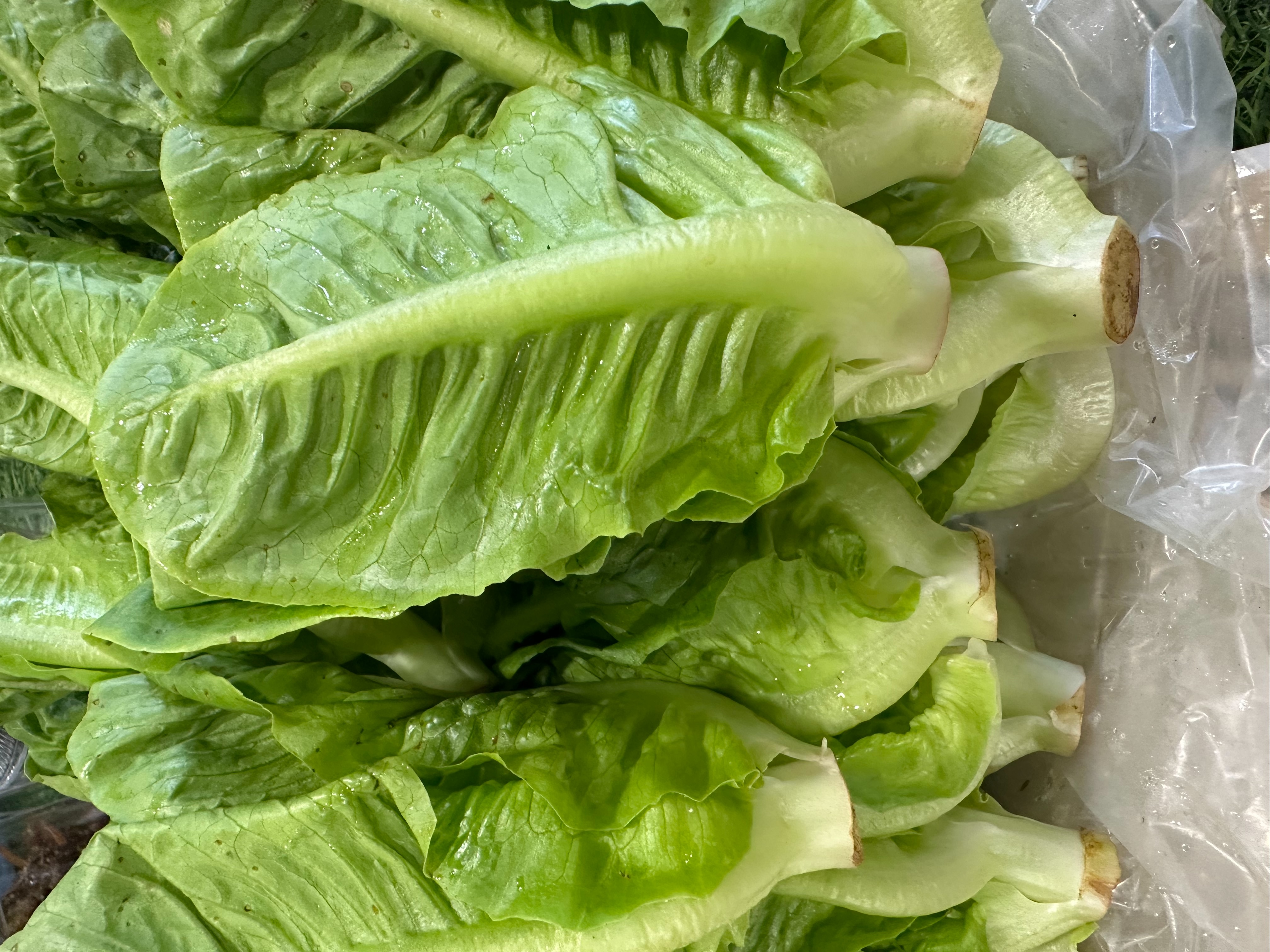 Baby cos lettuce (Baby Romaine lettuce)